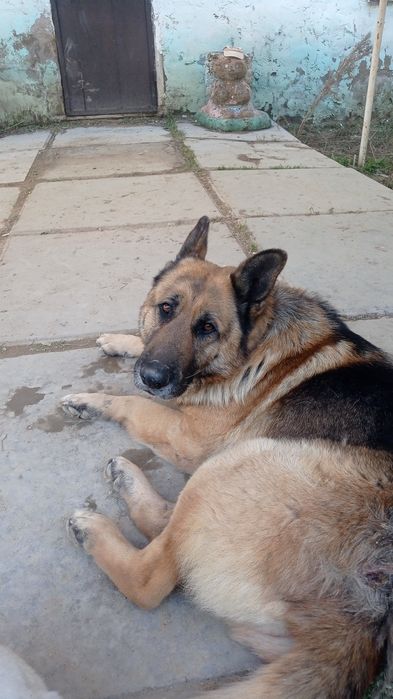 Иттер жақсы қолдарға/Собаки в добрые руки