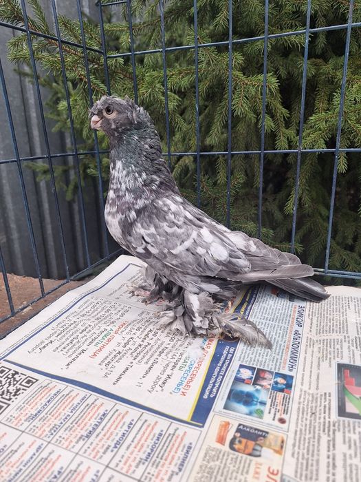 Продам голубя чилкаря