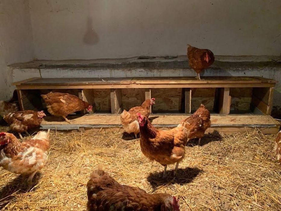 Oua de casa proaspete si naturale