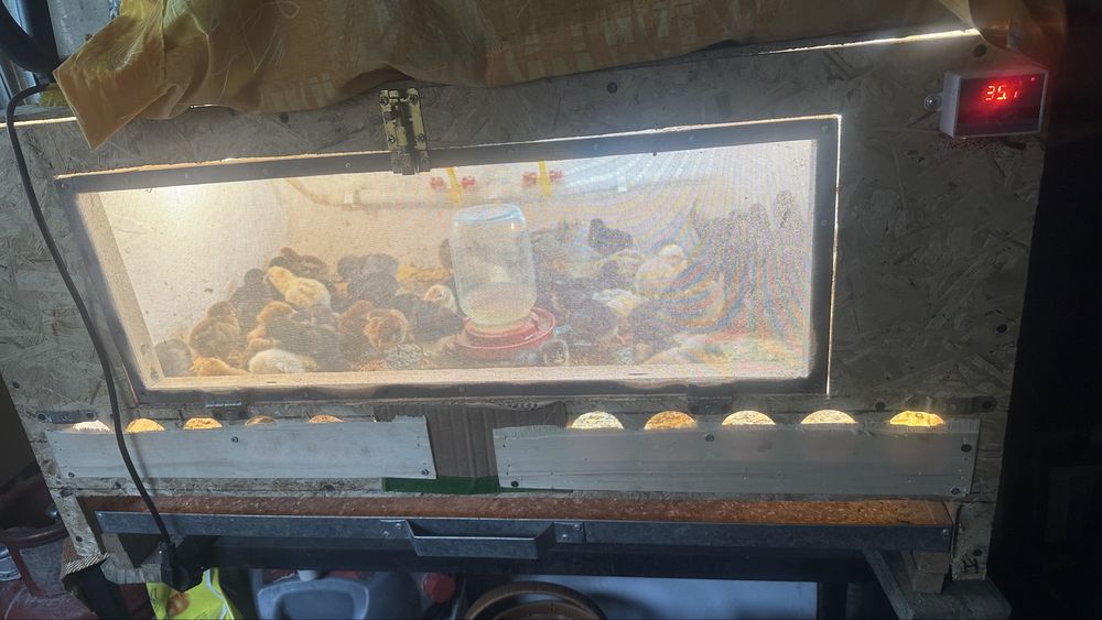 Продам брудер для цыплят или перепелов