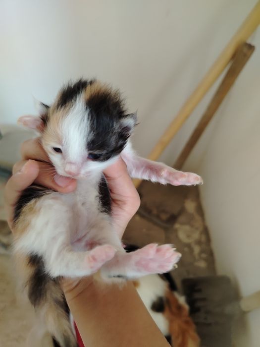 Турецкая ангора бтлалари сотилади