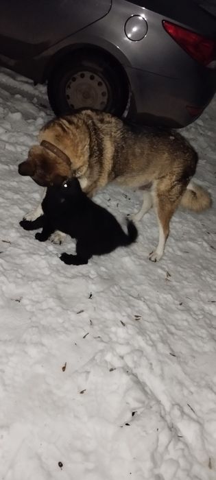 Отдам щенка в добрые руки