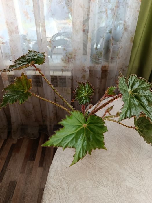 Бегония манжетная