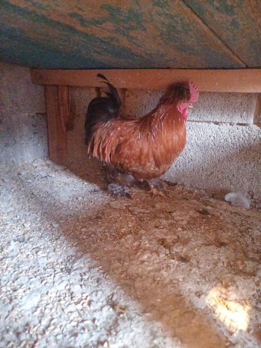 Продам карликовых курей