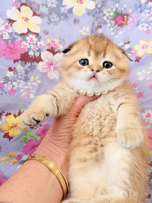 Читокровные котята