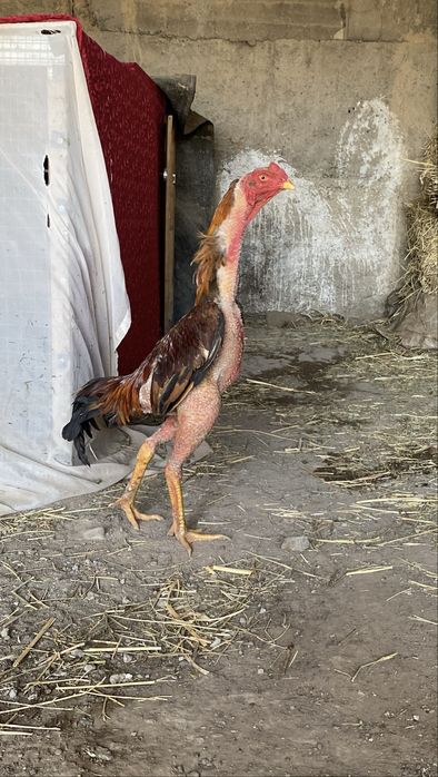 Дакан жоже бойцовый