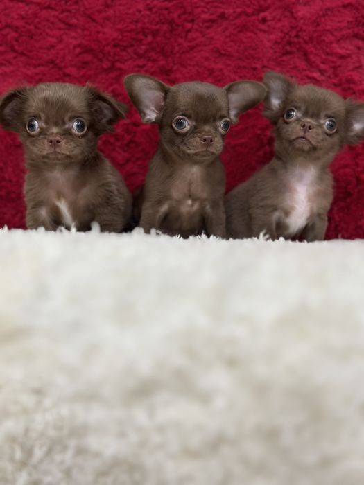 Супер детки чихуахуа