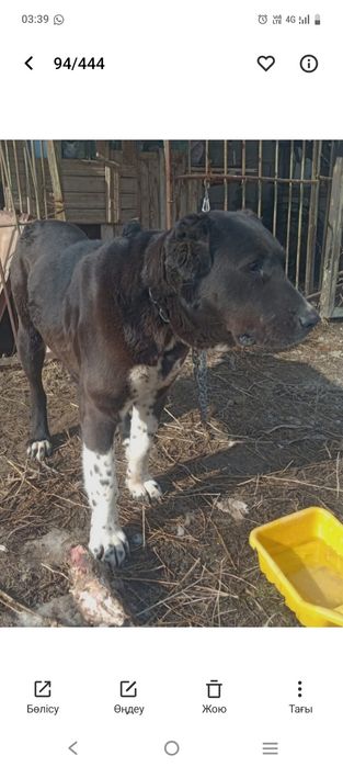 3жасар каншык тобет сатылады.