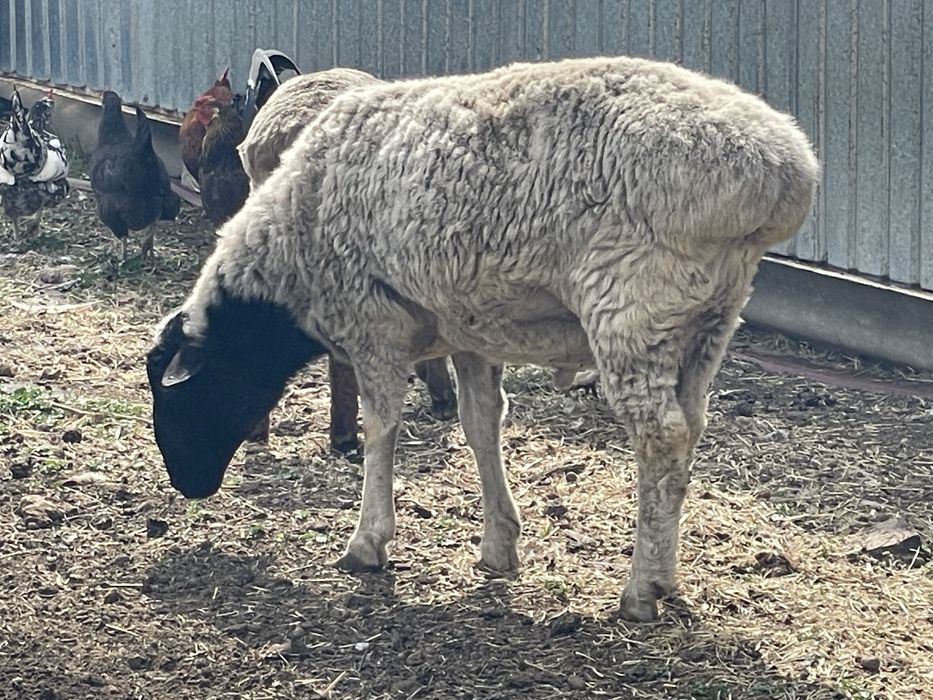 Продам двух кошкаров жирные