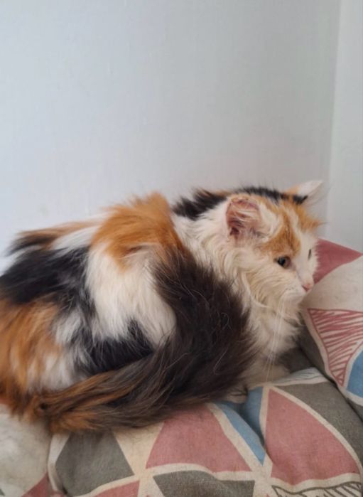 Котенок девочка 3 мес