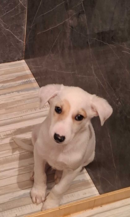 Отдам в добрые руки щенков