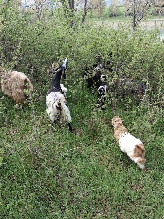 Ялови  кози  с ярета  за Курбан байрам и 1 Склупен пръч