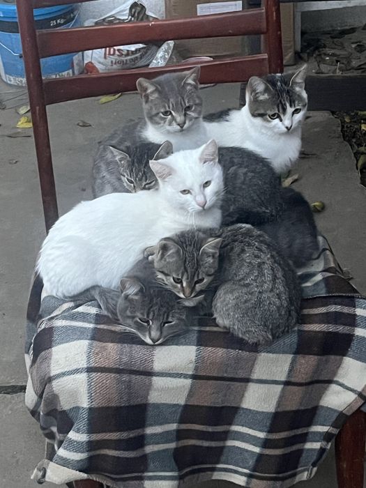 Donez pisici deparazitate, vaccinate