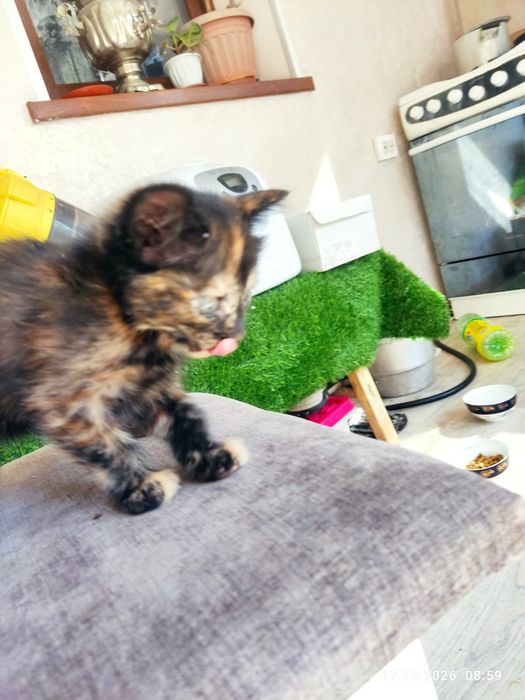 Отдам котят бесплатно