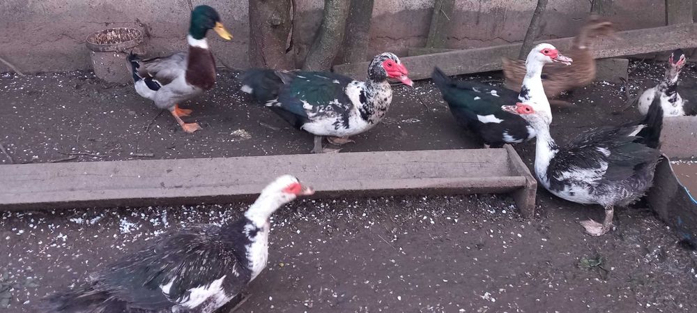 Rata Leseasca Muta si Rata Romaneasca Comuna