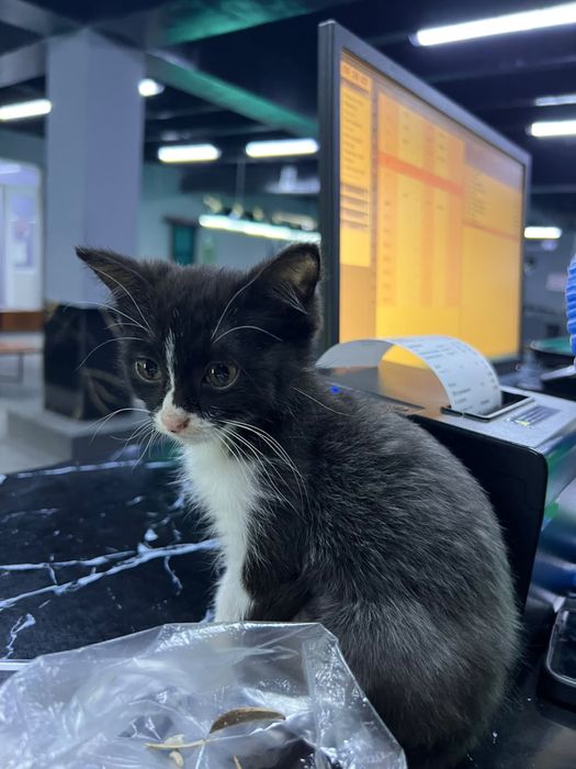 котенок из улицы