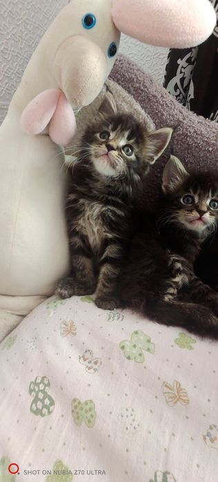Продам котят породистых
