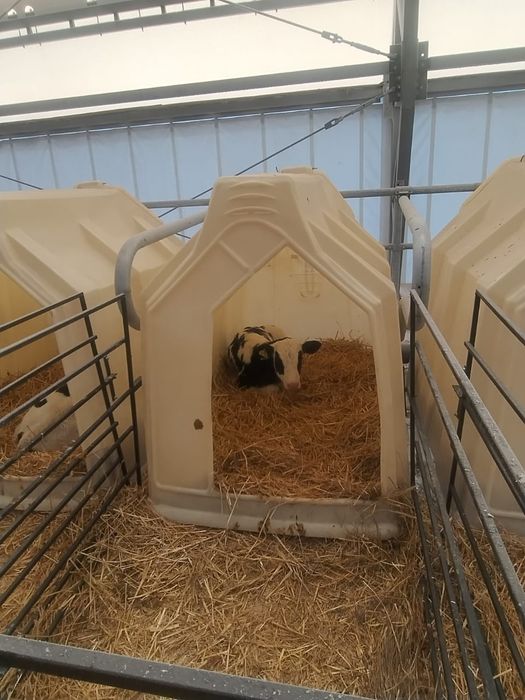 Продаются чистопородные бычки