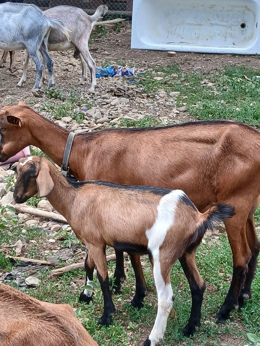 Capre din rasa Anglo-nubian și Alpina Franceză;Țap Anglo-nubian