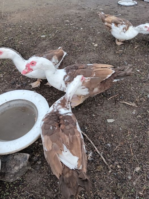 Продам молодых селезней.