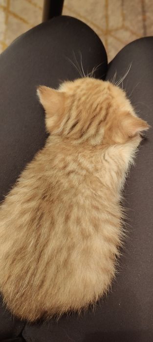 Шиншилла Котик ny11