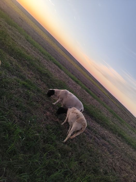 Vând oii dorper și texel.