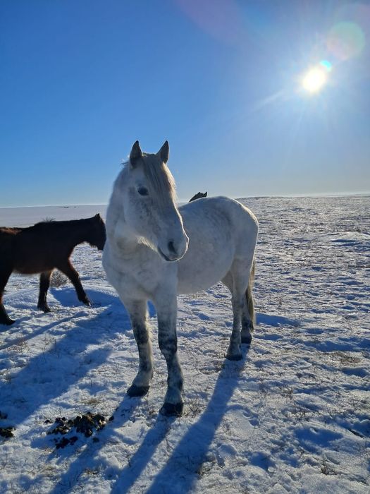 Айғыр сатам ,жасы 11 де