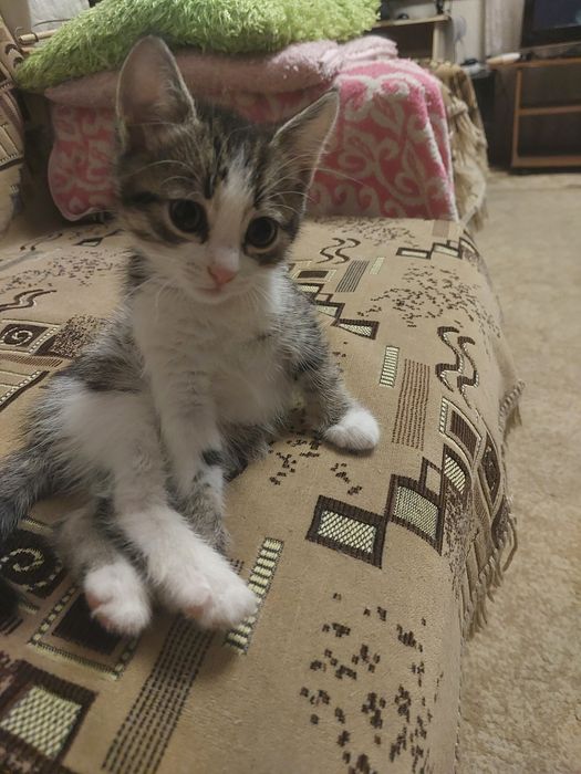Котенок ищет дом