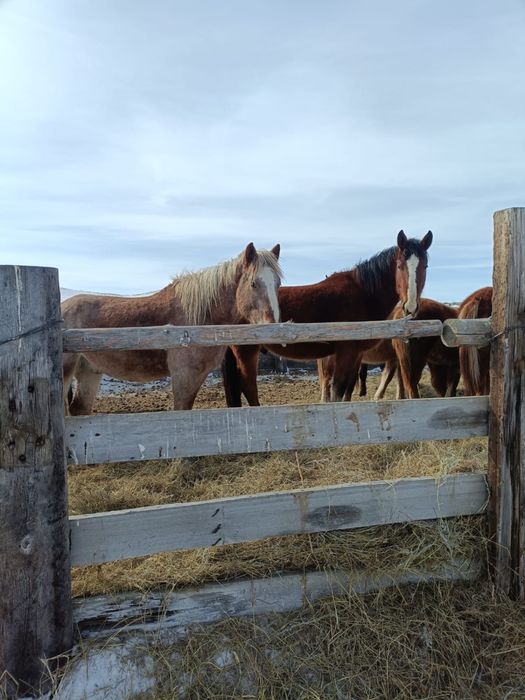 Тяж дөнендер сатылады