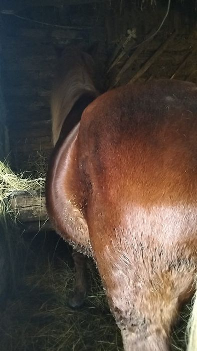 Vând armăsar de doi ani!!