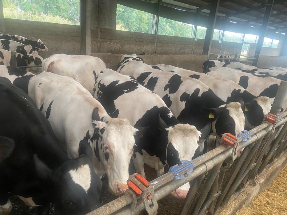 Vaci Juninci Holstein Baltata