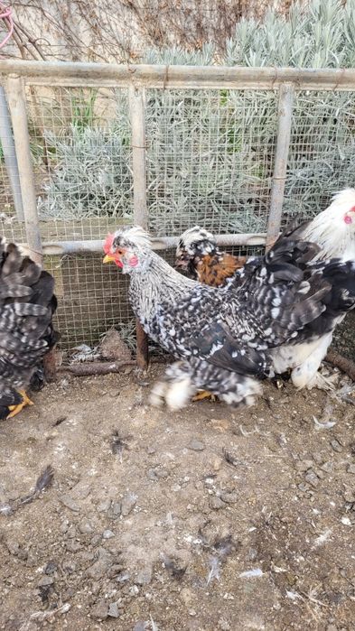 Cocosi strumski  pitic