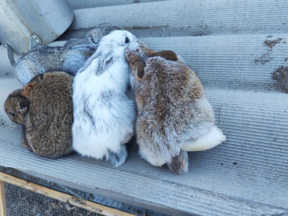 Продам Крольчат всего по 5000тг