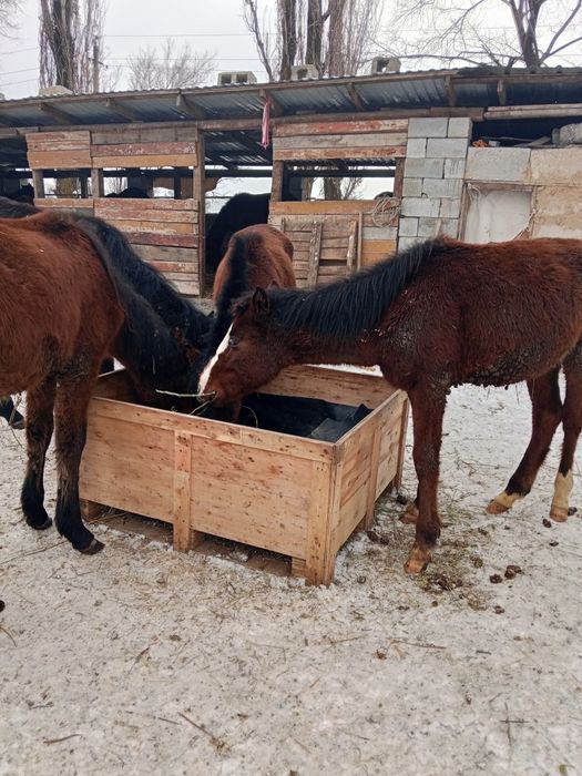 Еркек тайлар сатылады