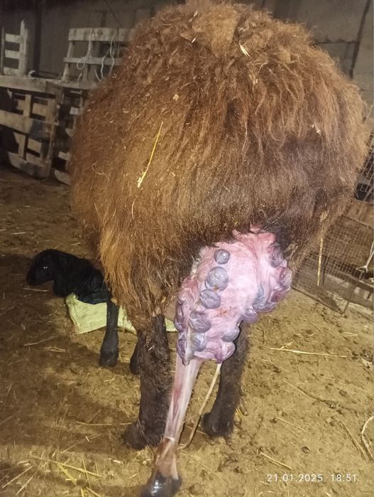 Veterinariya xizmati 24/7 aloqada