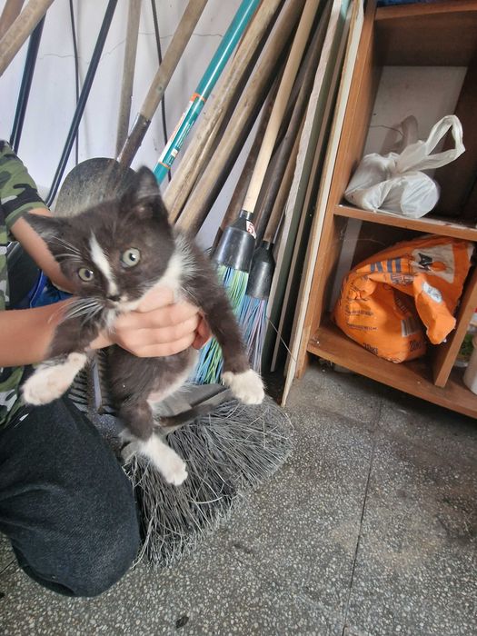 Отдадим котят бесплатно