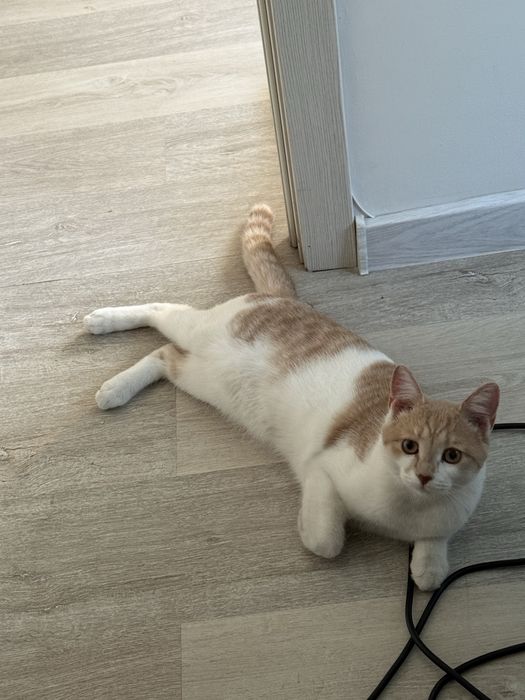 Отдаю кота в добрые руки