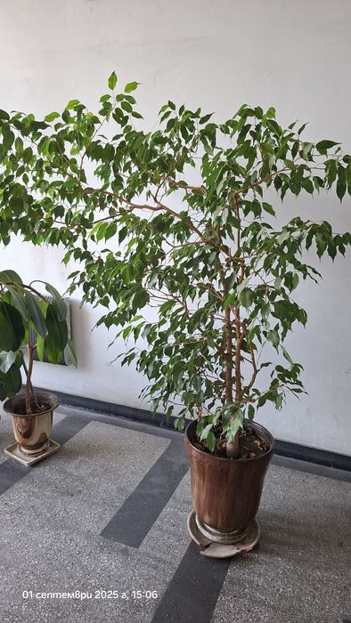 Бенджамин; Фикус (Ficus elastica); Фикус "Лирата
