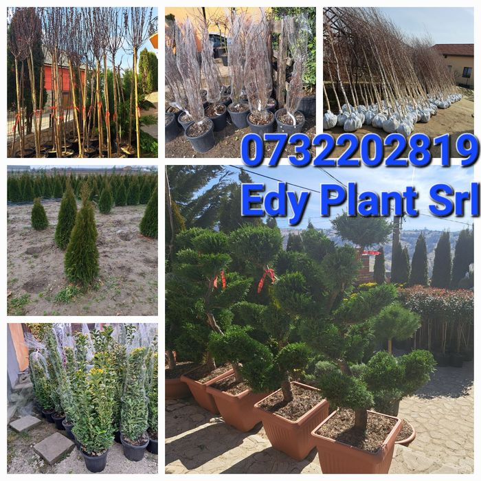 Tuia Leylandy,mesteacan stejar,Artar,Magnoli,Tei Platani Brazi etc