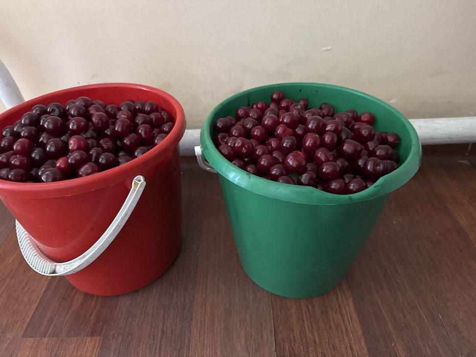 Продам вишню домашнюю