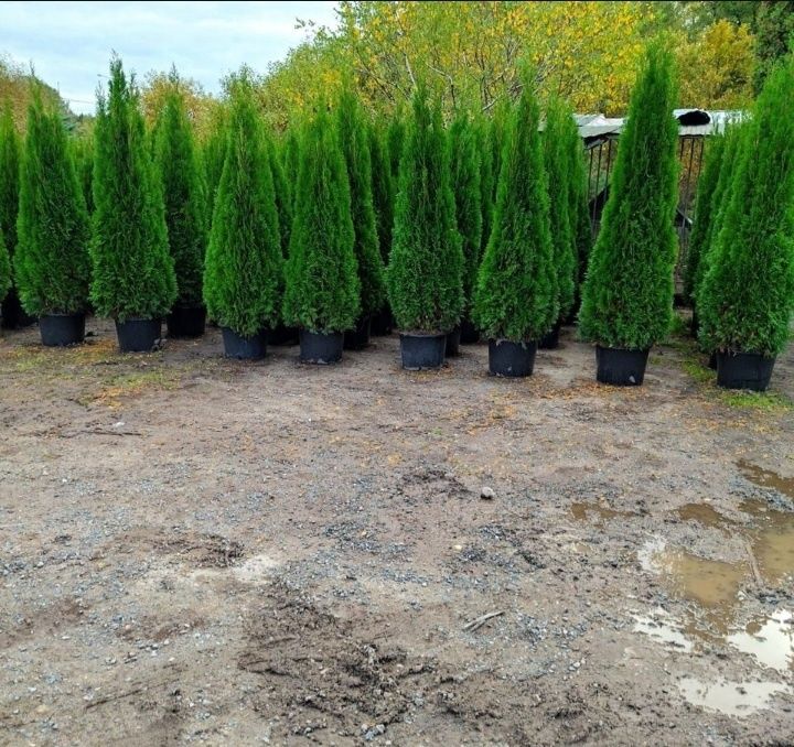 Арчалар хлма хил турдаги.