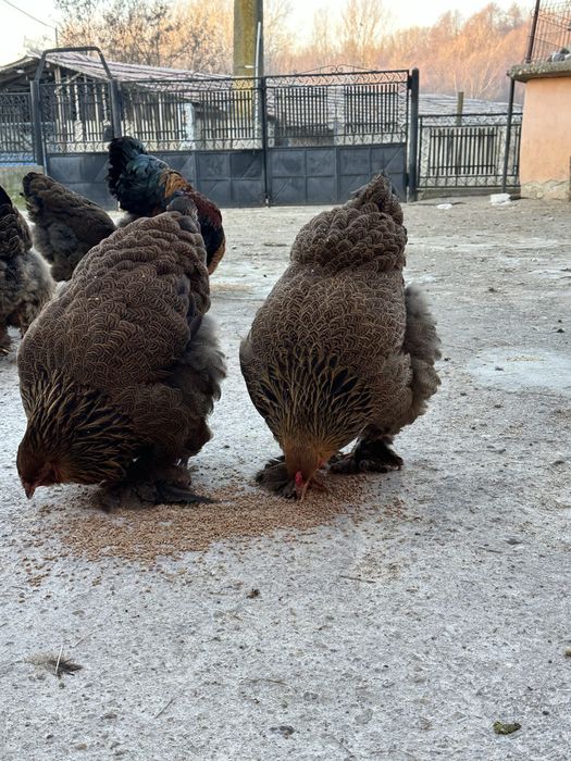 Vand familie brahma potarnichiu 2025