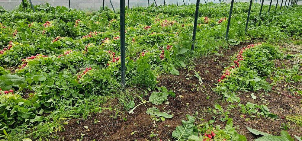 Редиска сотилади