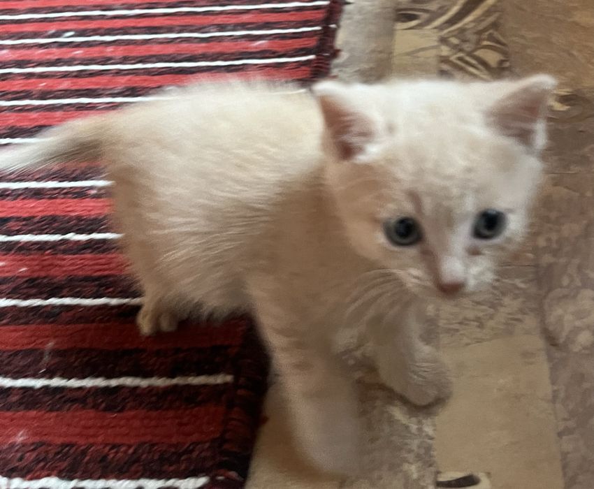 Отдам котенка в добрые руки