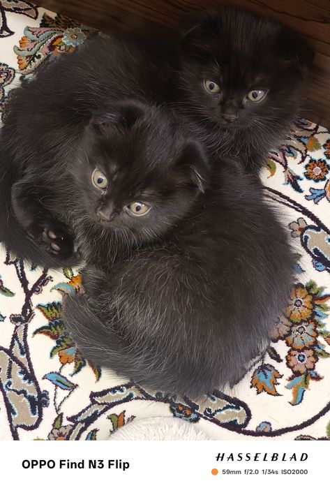 Котята скоттиш-фолд