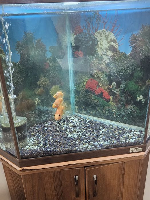 Продам аквариум угловой с рыбой