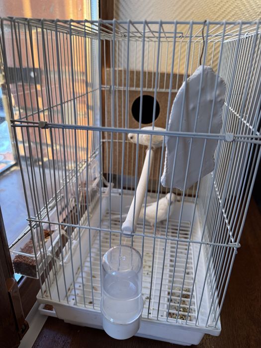 Волнистий папугай пара с клетками