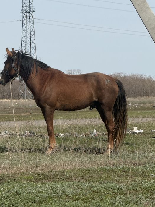 Продам лошадь(кунан)