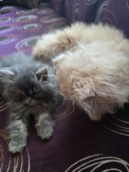 Персийски котенца.Едно момченце,и двемомиченца.