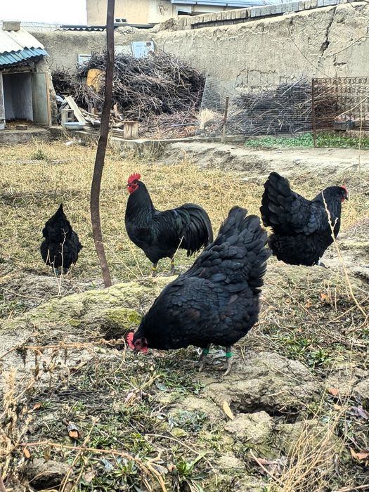 Avstralorp Ruminiya Tuxumlari sotiladi Avstralop Австралорп Австралоп